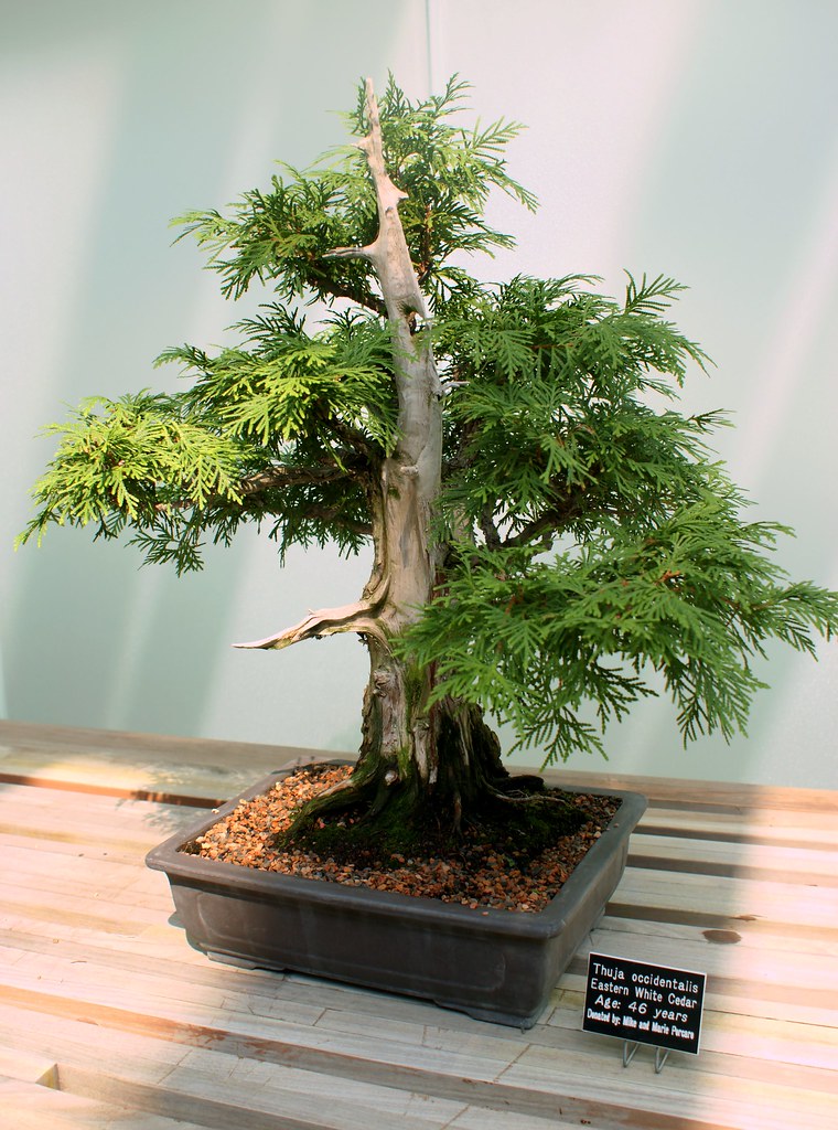 Eastern White Cedar Bonsai Cathy Hennessy Flickr