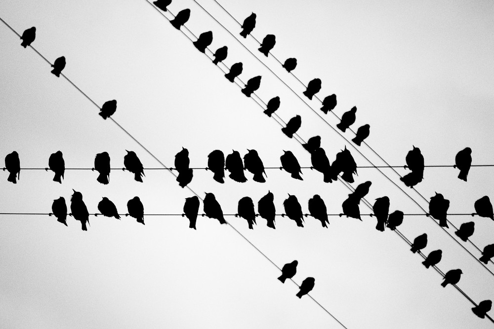 Bird tones Shot from my window. B/w & contrast added in PP… Dmitriy