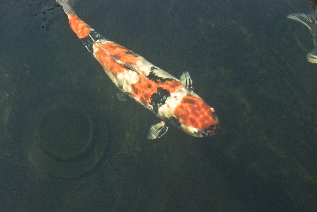 Jagged Moss Koi Pond 17 Filtration and water flow ensure t… Flickr
