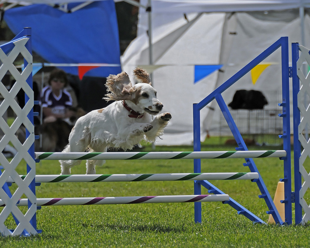 Dog Agility Trials Dog clearng jump at Saettle Kennel Club… Flickr
