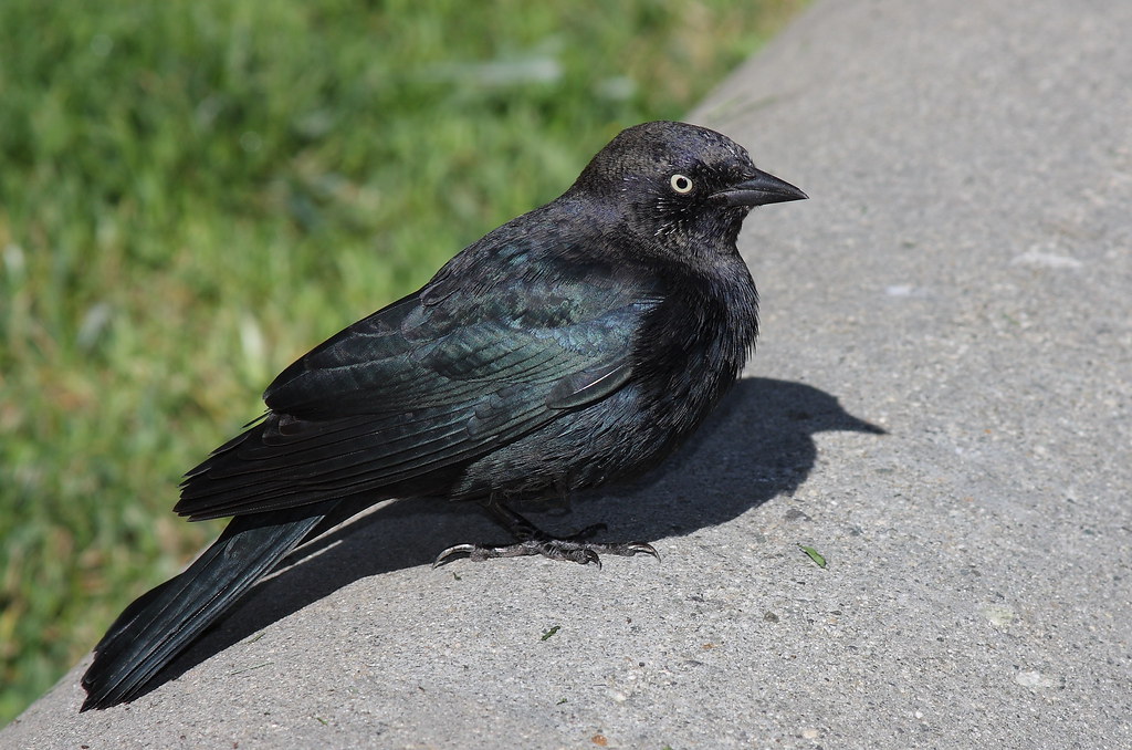 Brewer's blackbird San Francisco one of the birdiest cit… Flickr