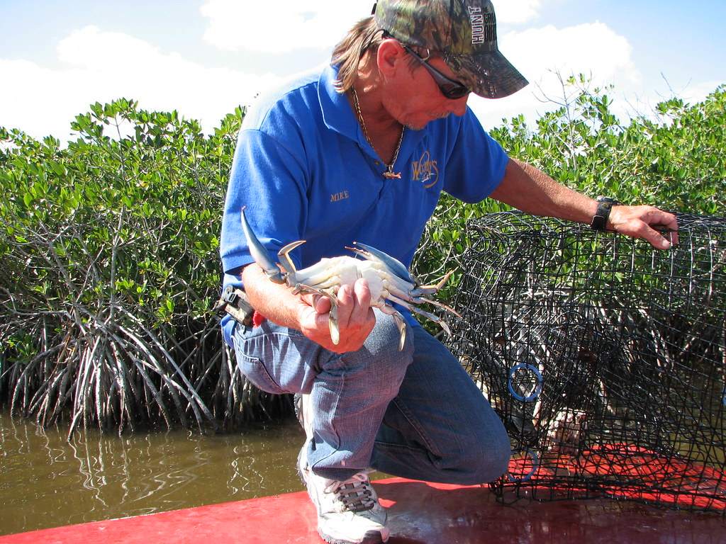 Catch! Found a blue crab Florida Everglades B A Bowen Photography Flickr