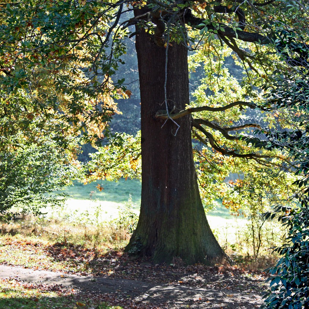 Crown Woods_0146dv woods fall automne forêt "photobalade" … Julie