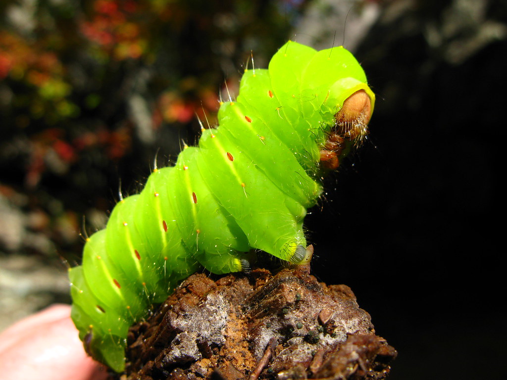 Giant Caterpillar! Look at the size of this giant Polyphem… Flickr