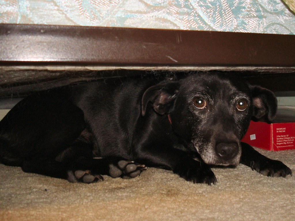 Jan 9, 2009 Missy hides under the bed Completing the lis… Flickr