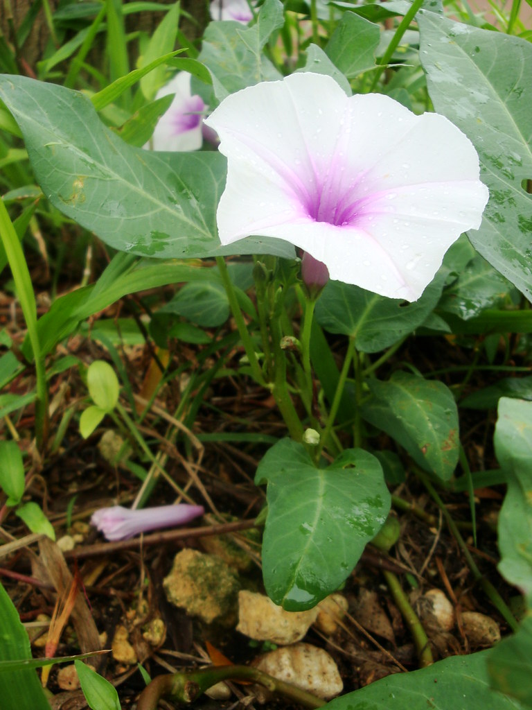 kangkong flower richzepol Flickr