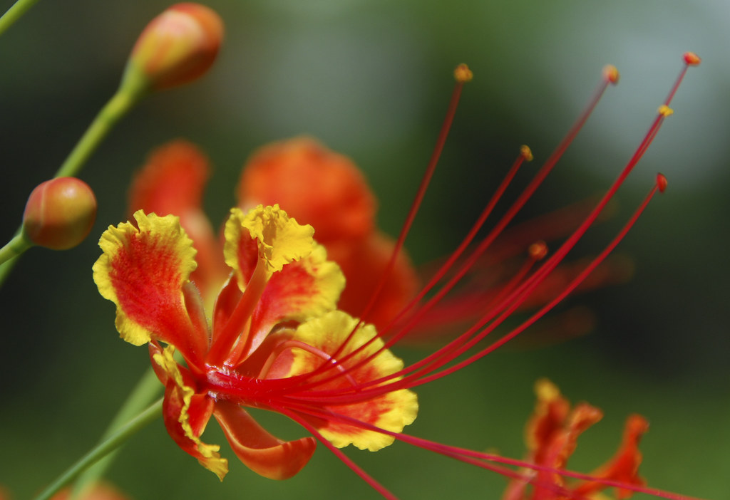Phoenix flower. DSC_588000 I don't know the English name o… Flickr