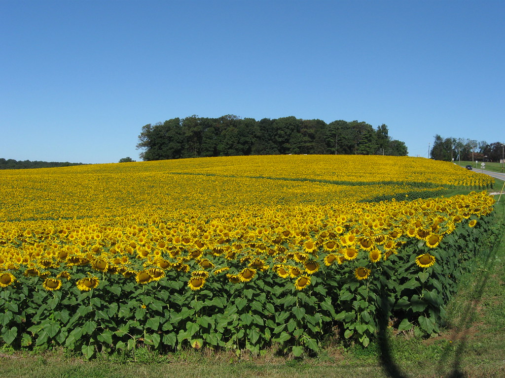 Maryland Sunflowers 20 Sunflowers along MD Rte 439 Flickr