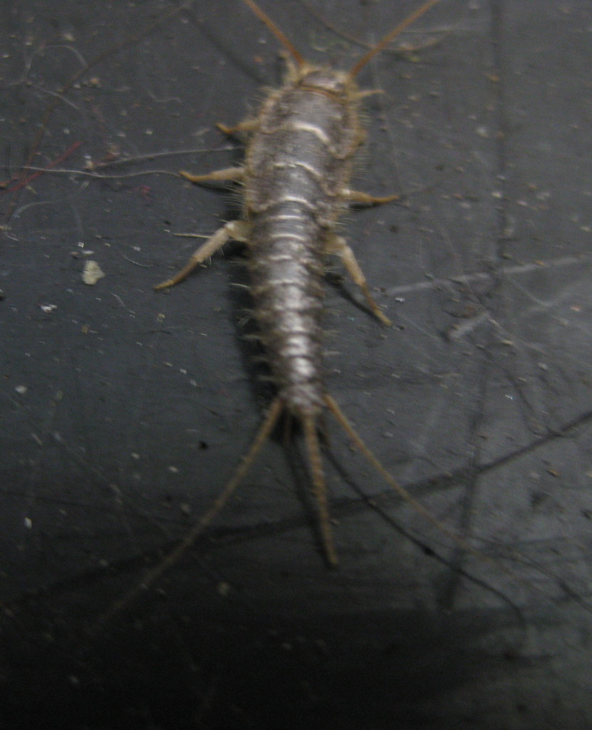 Silverfish joelmutate Flickr