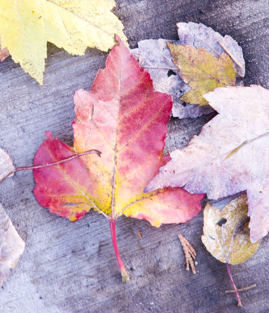 October Fall III Ready for winter but beautiful fall color… ryian