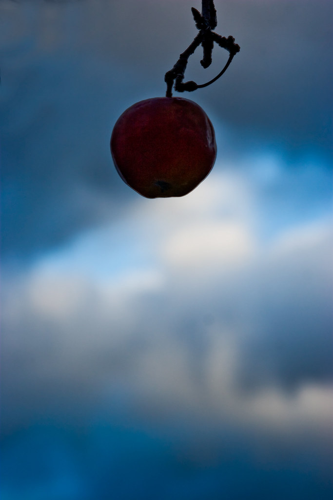 Apple blue sky A single apple near sunrise in the apple or… Flickr