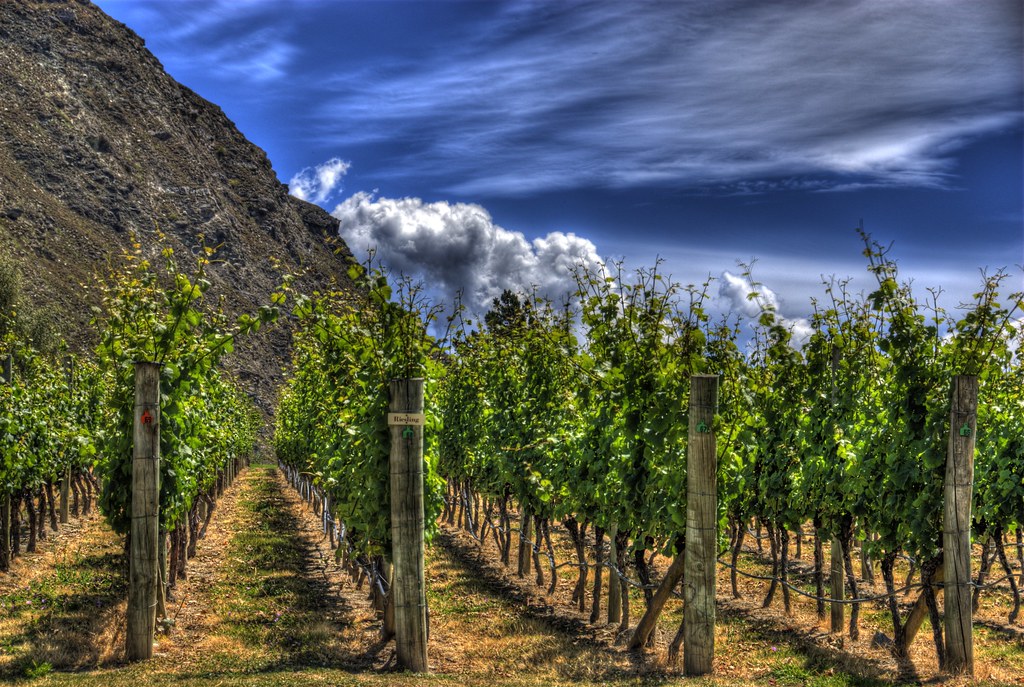 Gibbston Valley Vineyard Gibbston Valley Wines is an award… Flickr