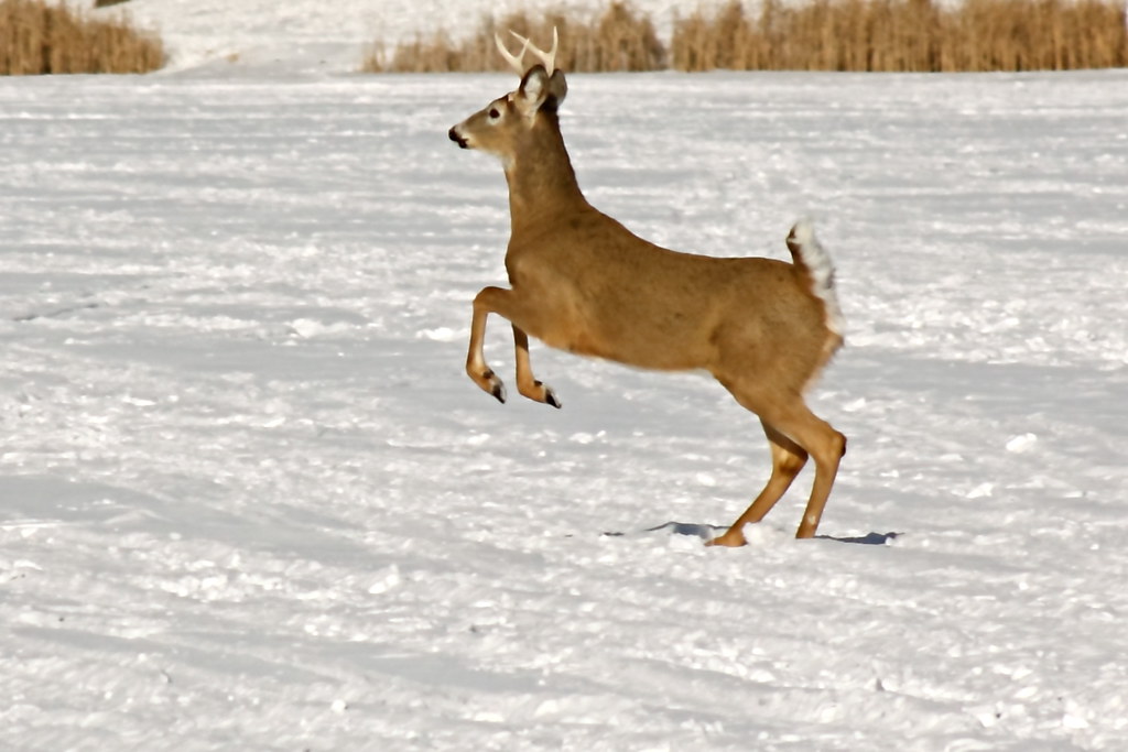 On his hind legs. Why do deer leap and jump when fleeing a… Flickr