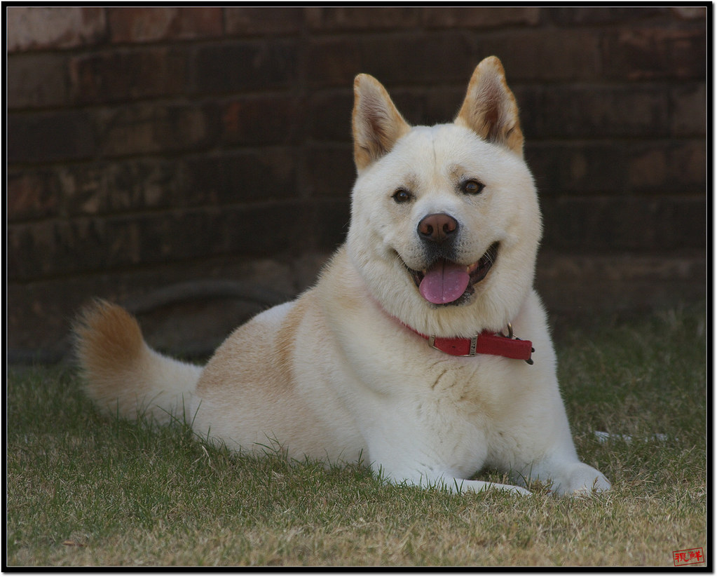 JindoDog My cousin's Dog in OK, USA. He is a kind of Jind… Flickr