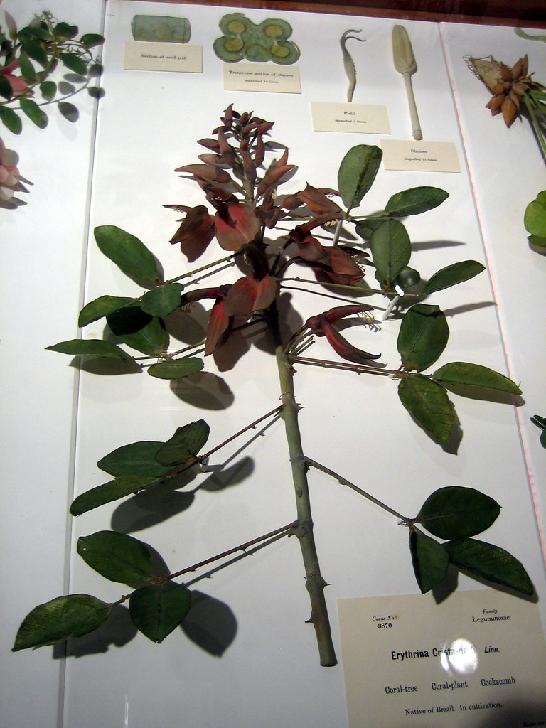 Glass flowers at the Harvard Natural History Museum Flickr