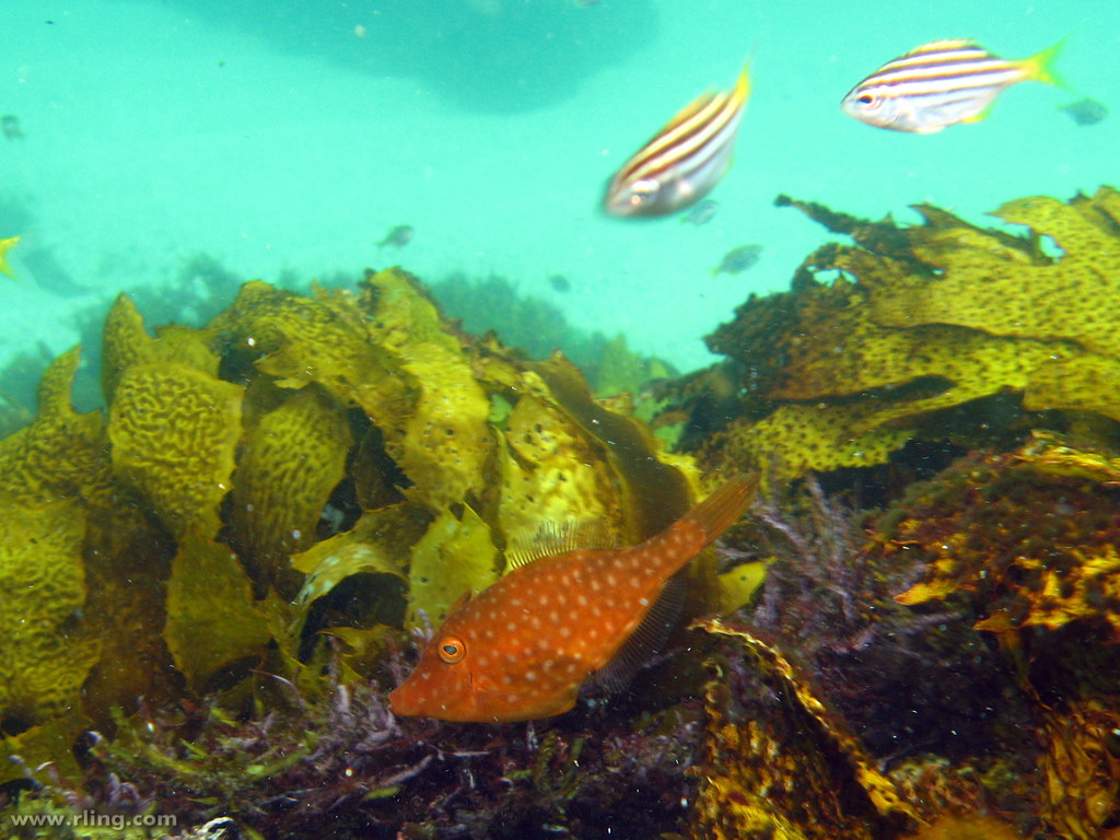 Toothbrush Leatherjacket A juvenile Toothbrush Leatherjack… Flickr