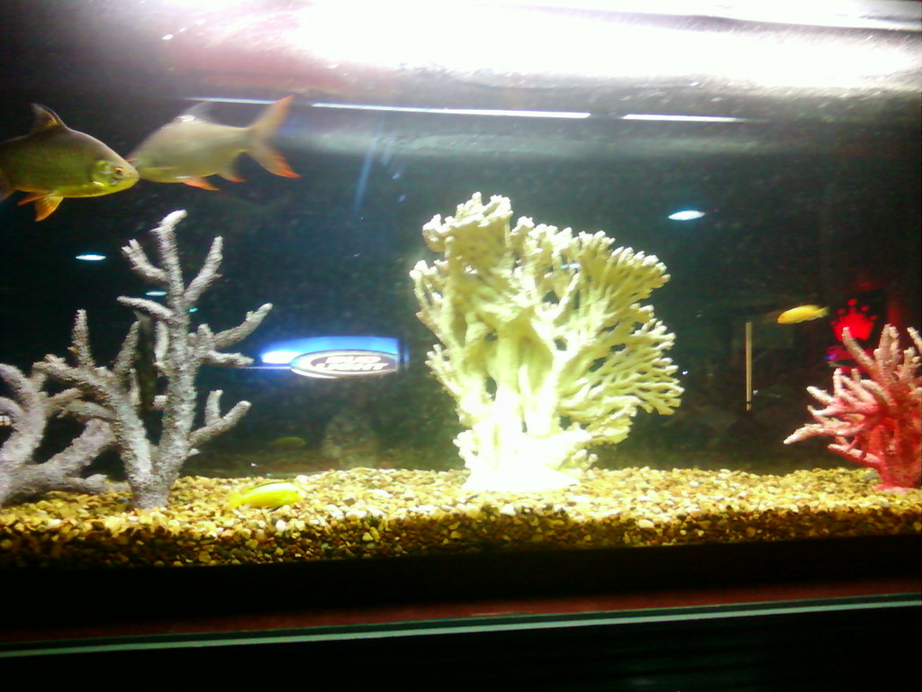 Aquarium at the Club House Des Moines (Windsor Heights), Iowa a