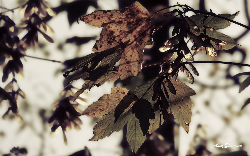 The beautiful Autumn Wallpaper (1920x1200 Pixel) Flickr