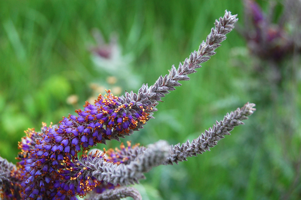 Lead Plant Lead Plant (Amorpha canescens), Pleasant Valley… Flickr