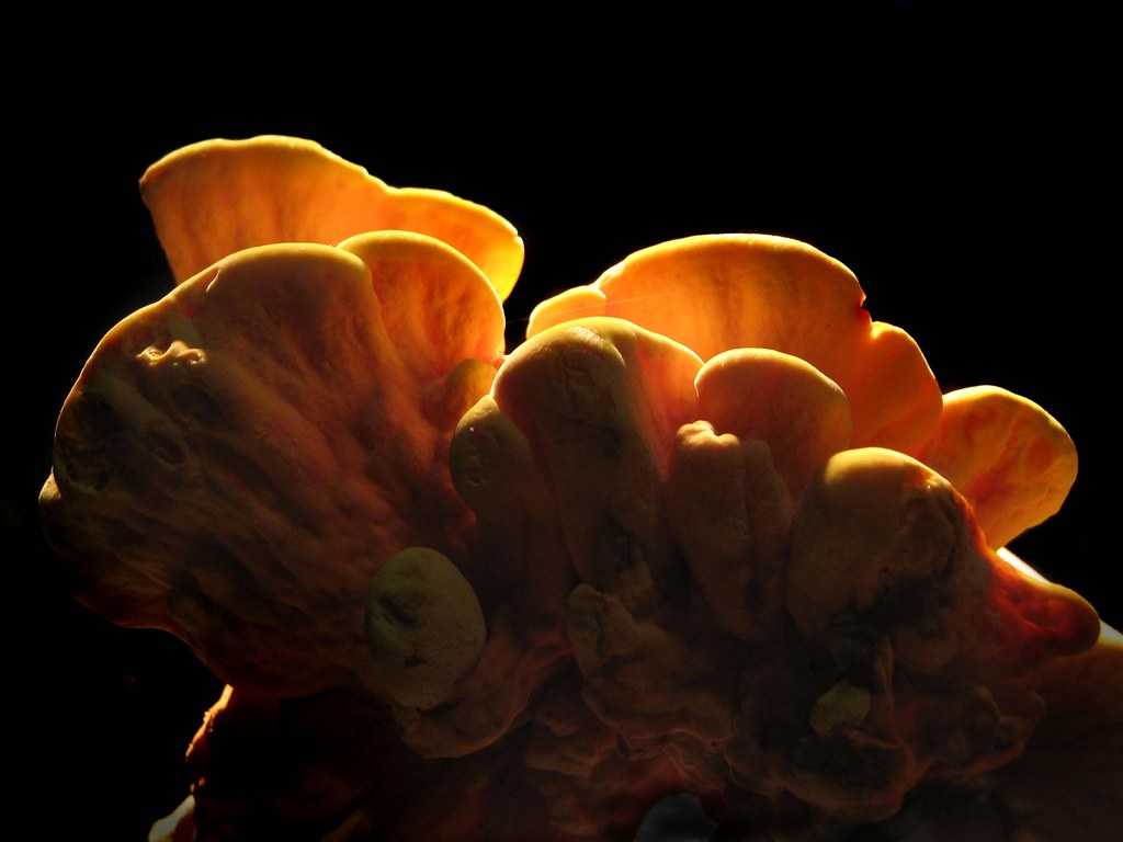 Sulfur Shelf Fungus.. An excellent find...this is edible, … Flickr