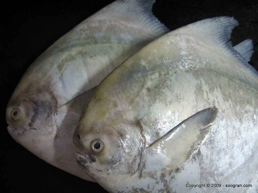 Pomfret Check out the recipe here Flickr
