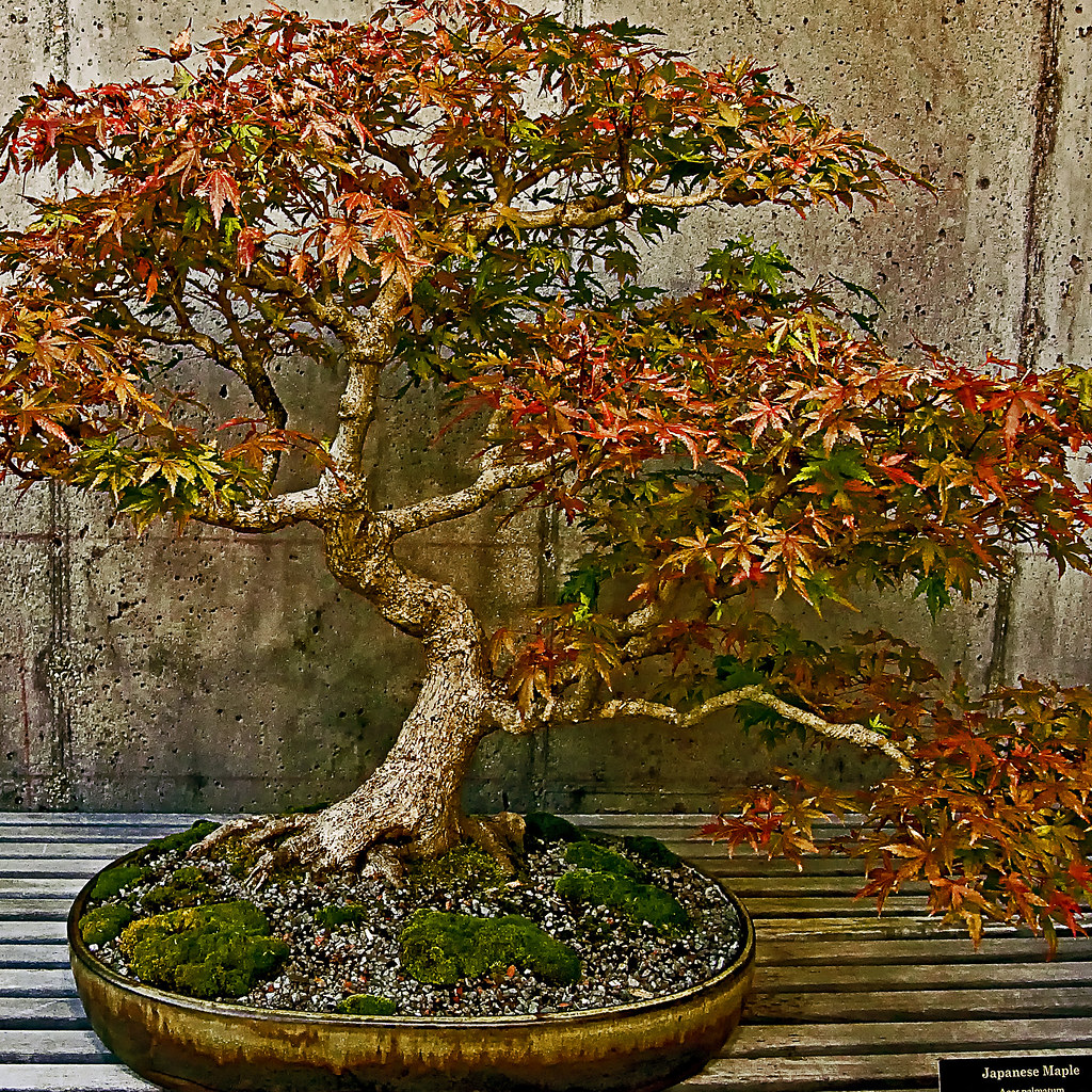 bonsai_ japanese maple_4088 went to Asheville,NC today to … Flickr
