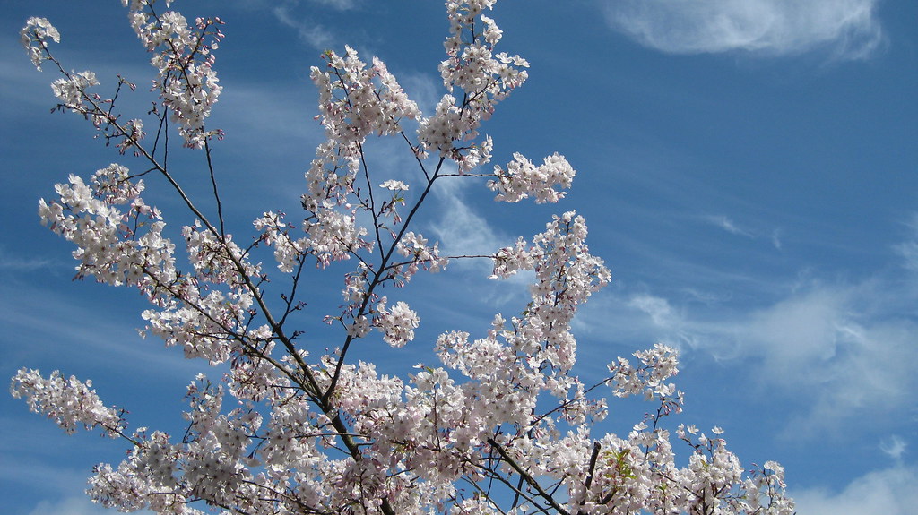 Cherry Blossoms in San Francisco A picture I took while on… Flickr