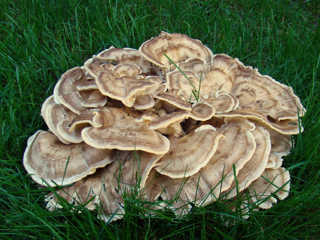 Blackstaining polypore, Meripilus sumstinei a photo on Flickriver
