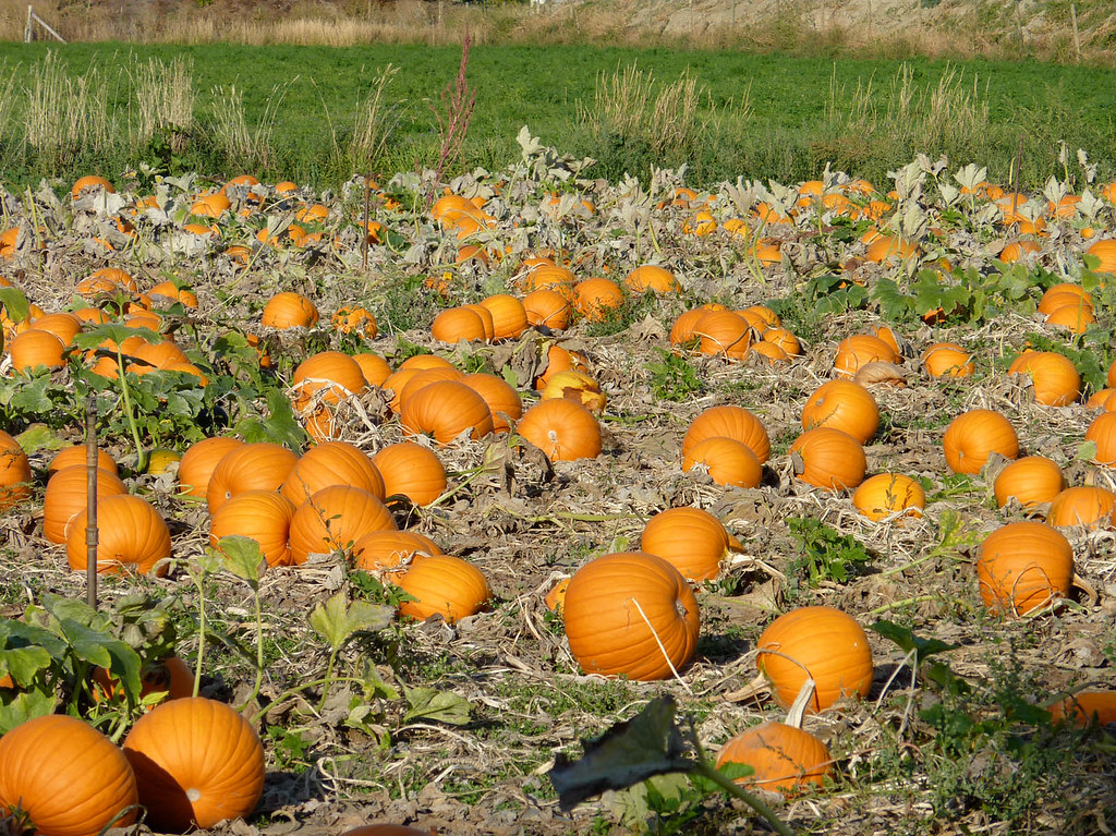 Kelowna Farmer's Markets Pumpkins, acorn squash, and a ple… Flickr
