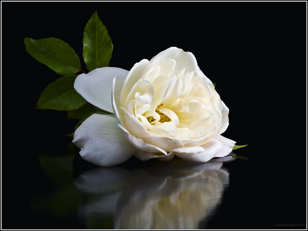 Rose Please do not reproduce, publish or otherwise use thi… Flickr