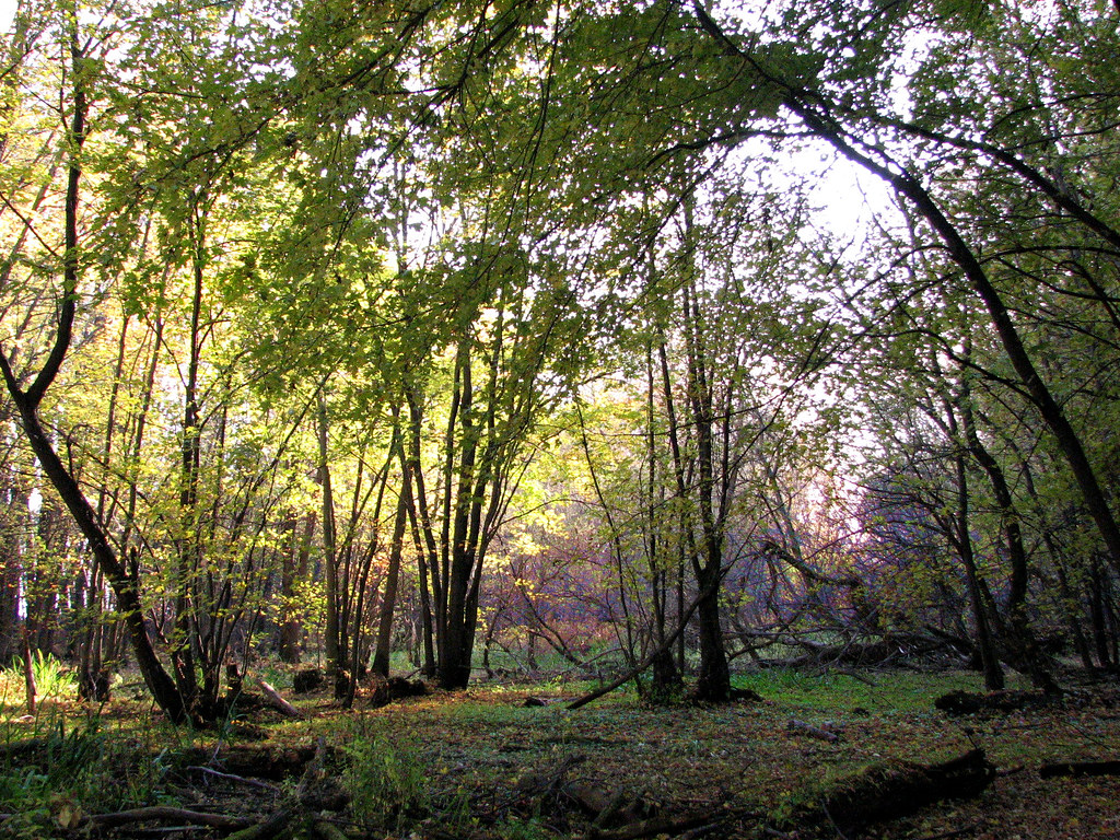 à Nicolet, au Parc écologique de l'AnseduPort bel_ange07 Flickr