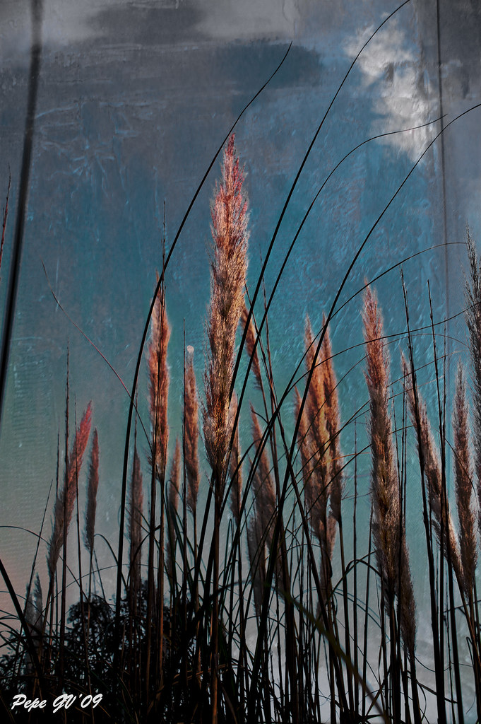 LXVII ♪♬ Goodbye Blue Sky. Pink Floyd. The Wall Pepe Gutierrez Flickr