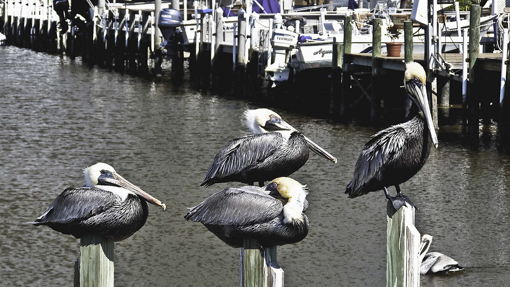 Four Brown Pelicans Chokoloskee Marina, Florida Chuck Kime Flickr