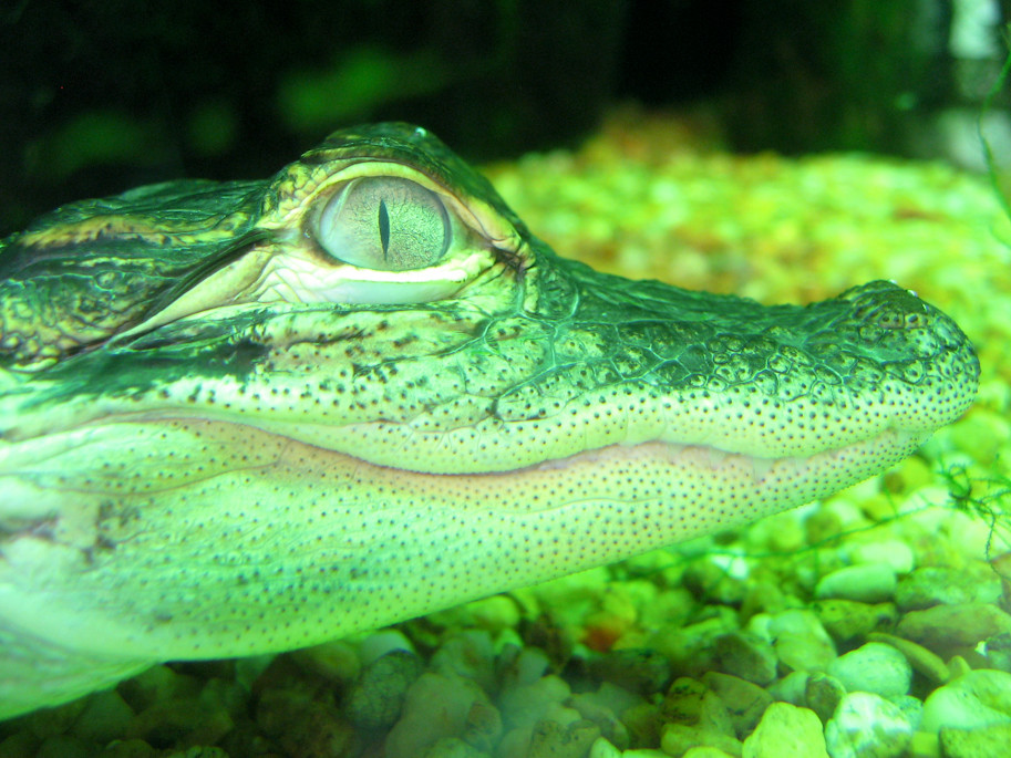 Alligator Dauphin Island Sea Lab Estuarium, AL lmurphy Flickr