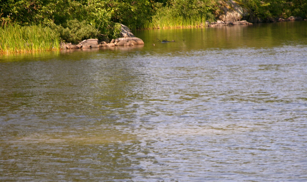 Shagawa Lake Nancy Flickr