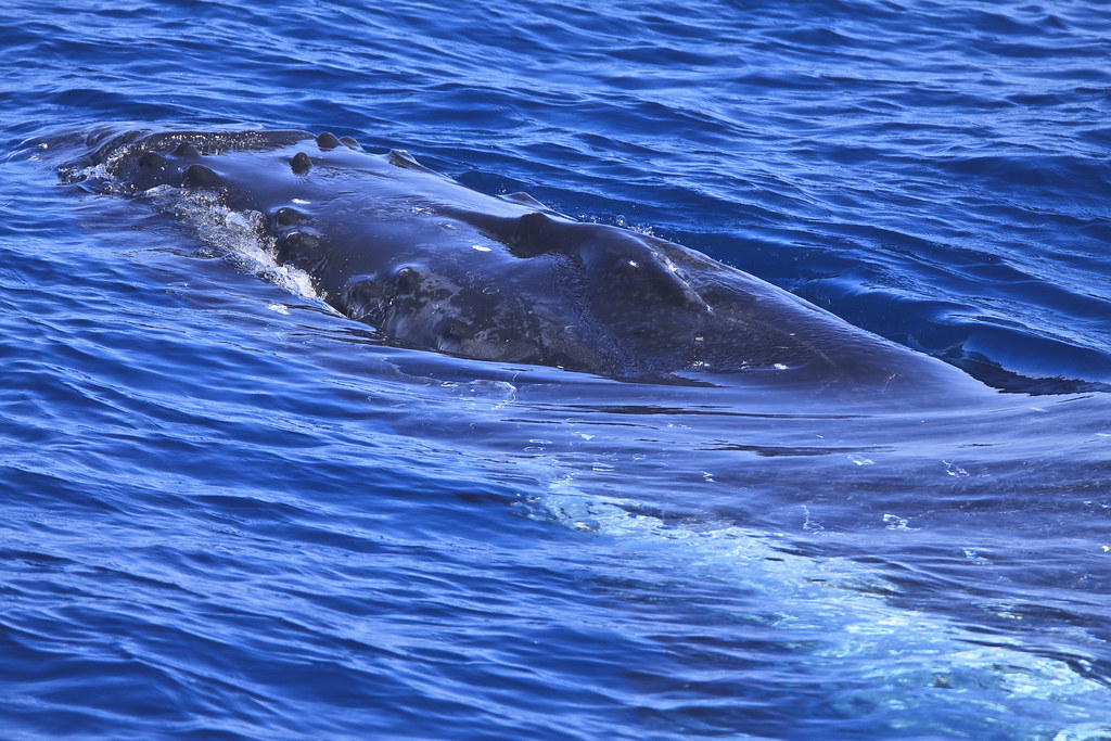 Whales Hervery Bay _0399 * Average Length (Adult) 3550 f… Flickr