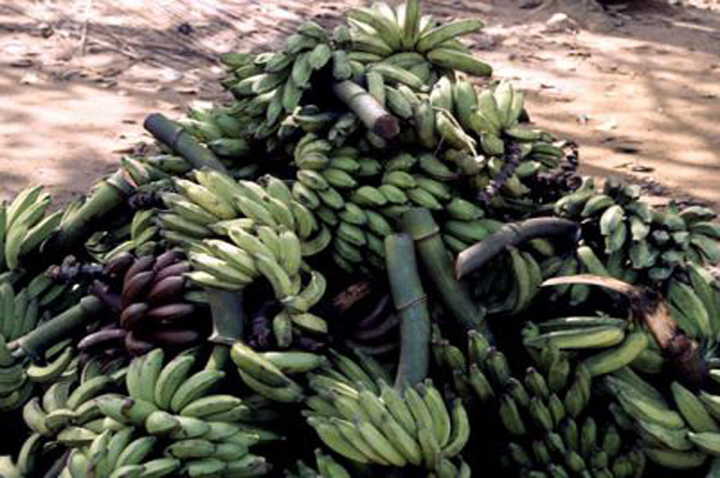 Harvested banana fruits Harvested banana fruits ready for … Flickr