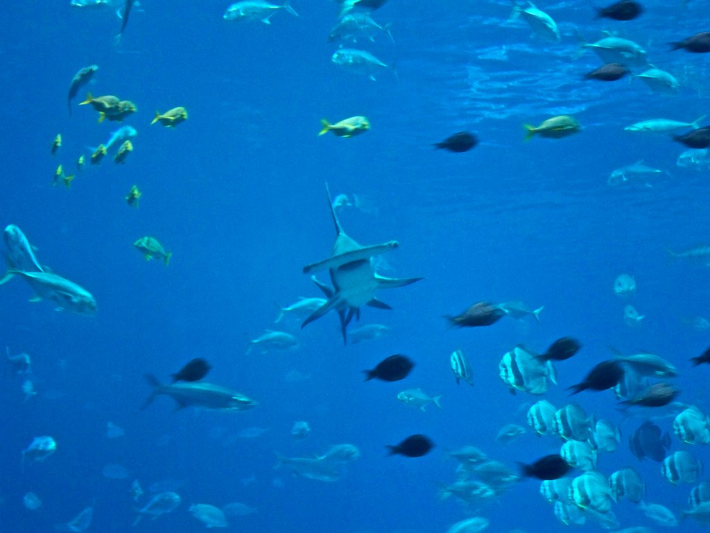 Aquarium Hammerhead Shark nrennell Flickr