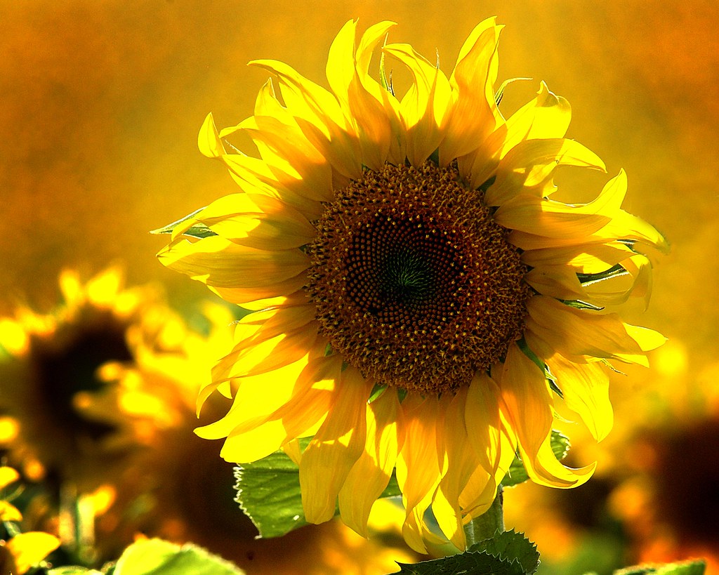 sunflower Sunflower field north of Winner, SD. Marc Cranda… Flickr