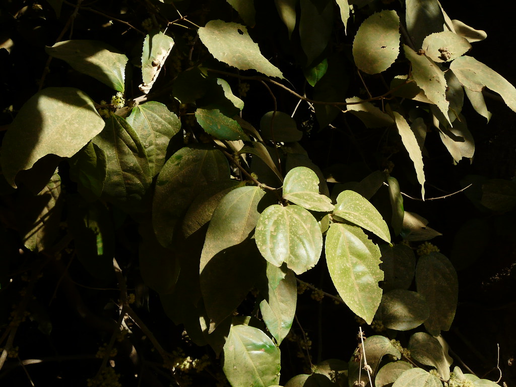 Atak (Konkani अटक) Flacourtiaceae (coffee plum family) » … Flickr