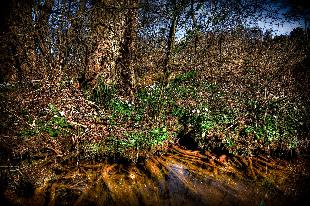 flowers in underwood taken during a kayak tour on the have… Flickr