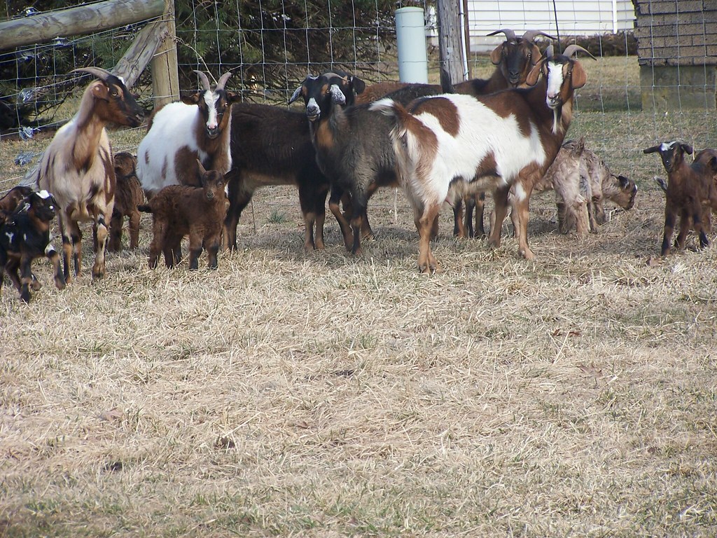 virginia spanish goats bucklings for sale Diane Kull Flickr