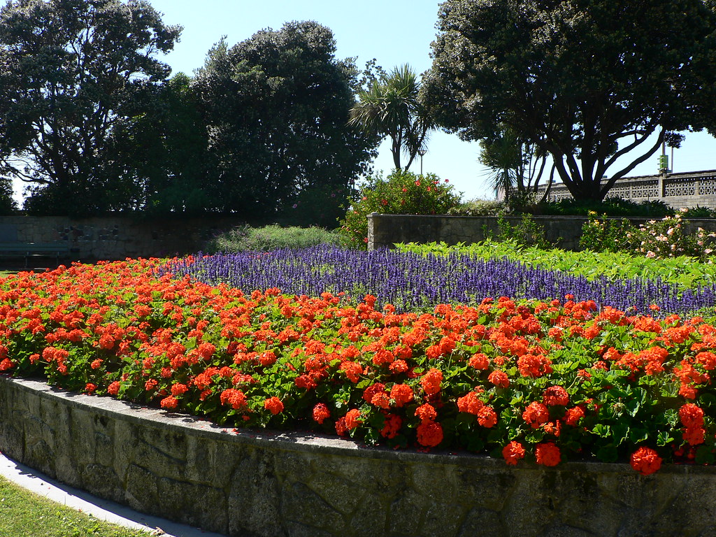 Napier flowers Marine Parade Napier flowers looking grea… Greenstone Girl Flickr