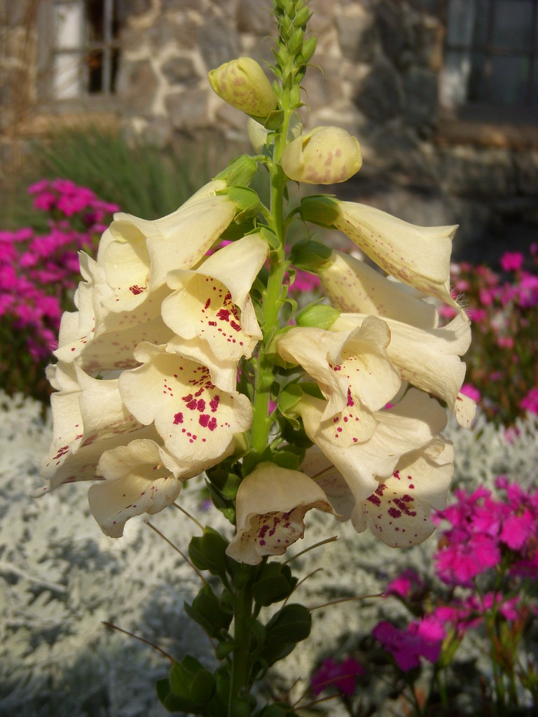 Flowers. Flowers. and More Flowers Flickr