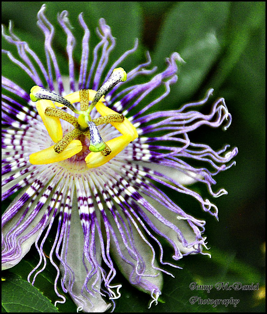 passion flower Purple Passionflower, sometimes called "Ma… Flickr