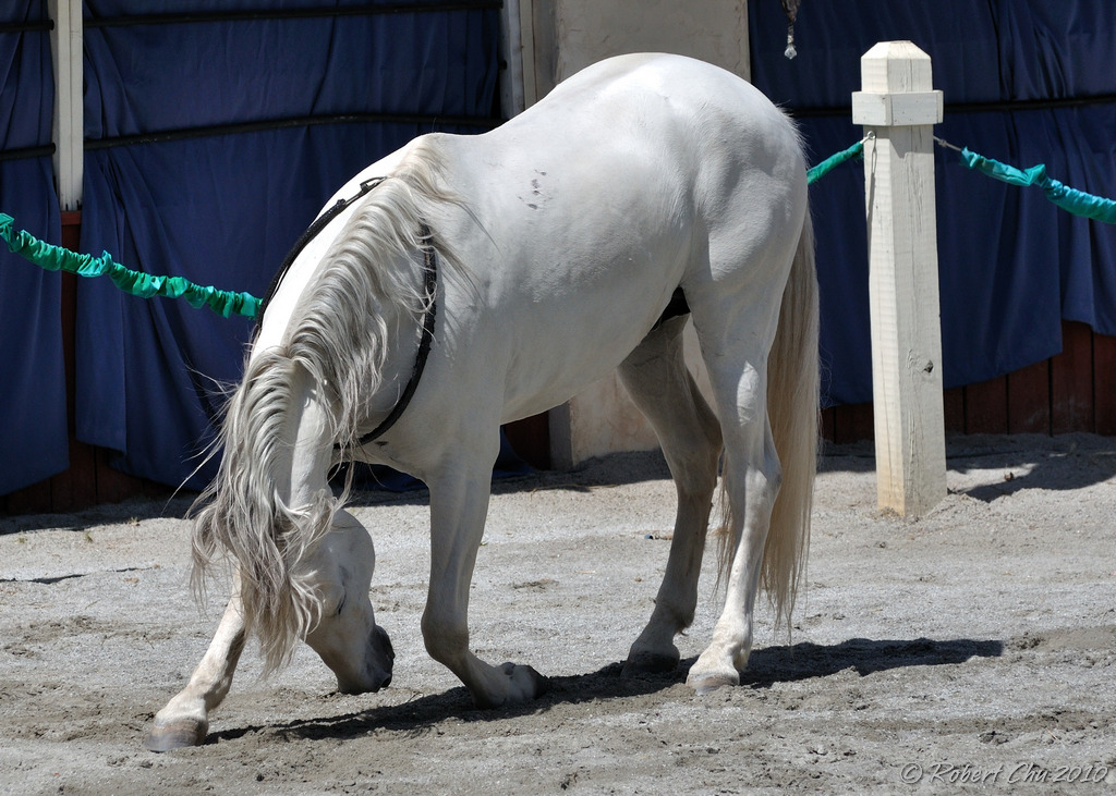 Ren Faire 2010 Flickr