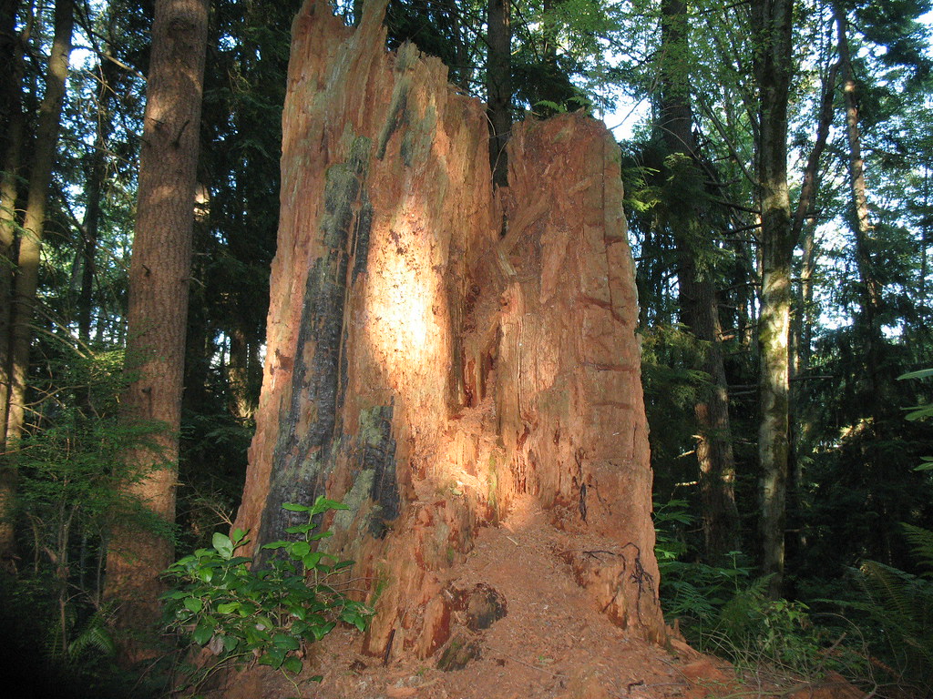 Redwoods in Washington?! There were a couple of these plac… Flickr