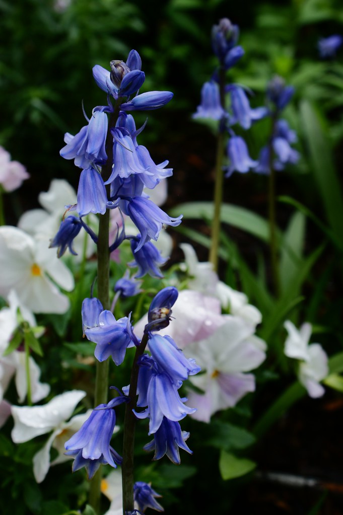 English wood hyacinths (Hyacinthoides hispanica) Karl Gercens Flickr