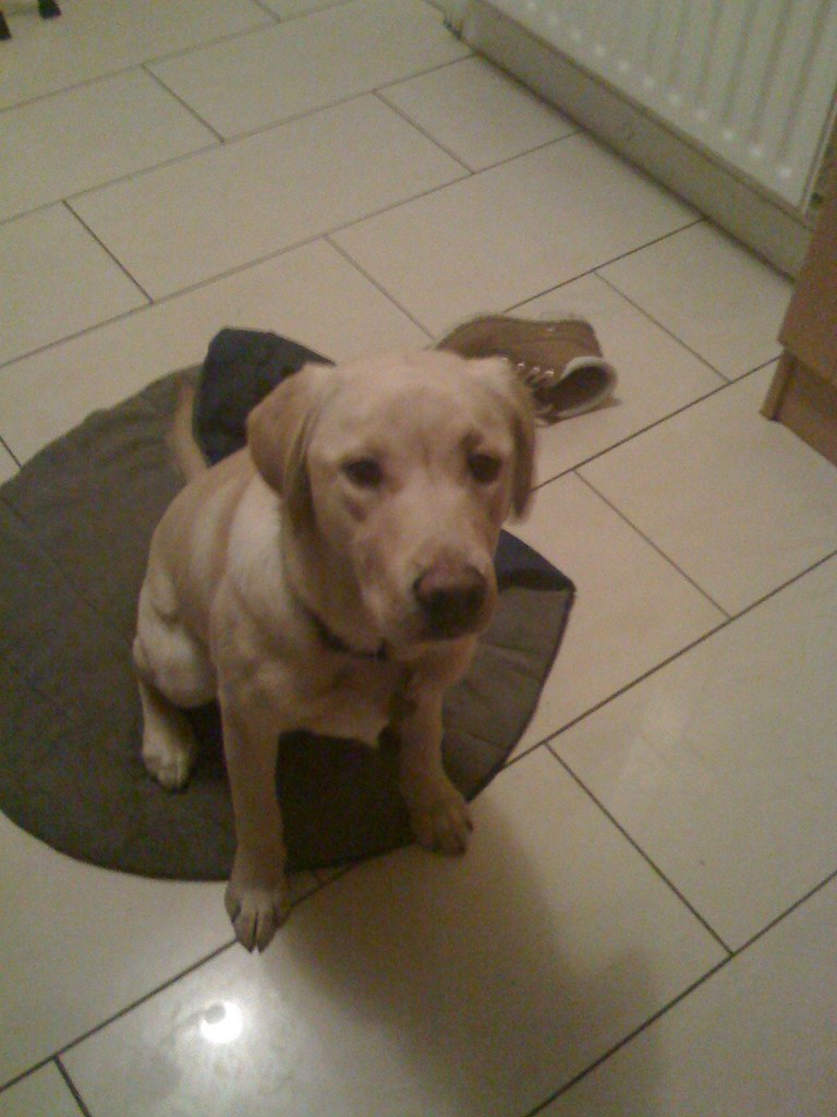 Rona, soon to be guide dog Rona, soon to be guide dog vi… Flickr