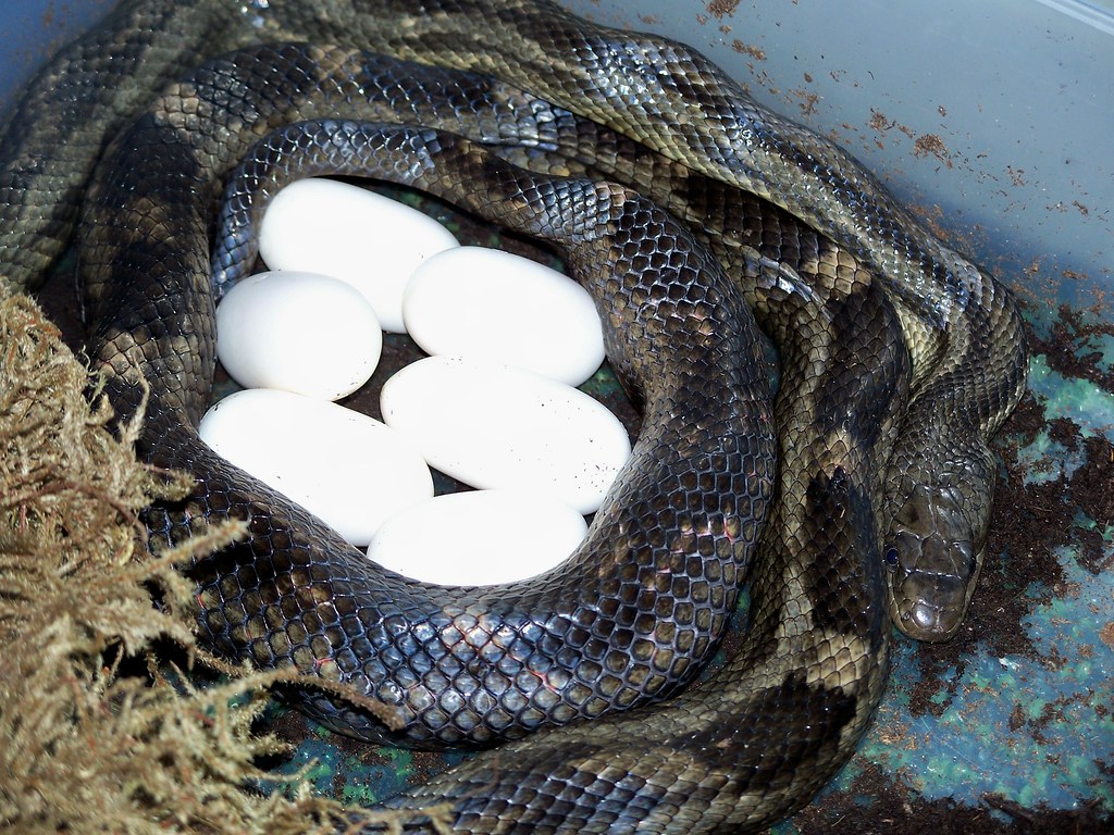 Texas rat snake laying eggs John Molaison Flickr